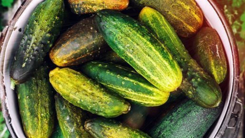 Kurgid: värskus ja kasulikkus igas tükis